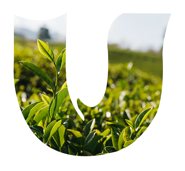 Tea leaves and Ginger